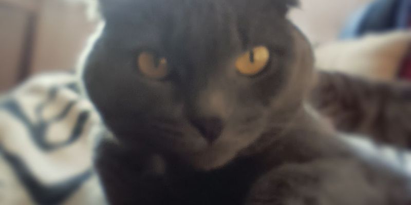 三毛猫の性格と「オスが3万分の1」の謎を遺伝学から解説するブリーダーの本音