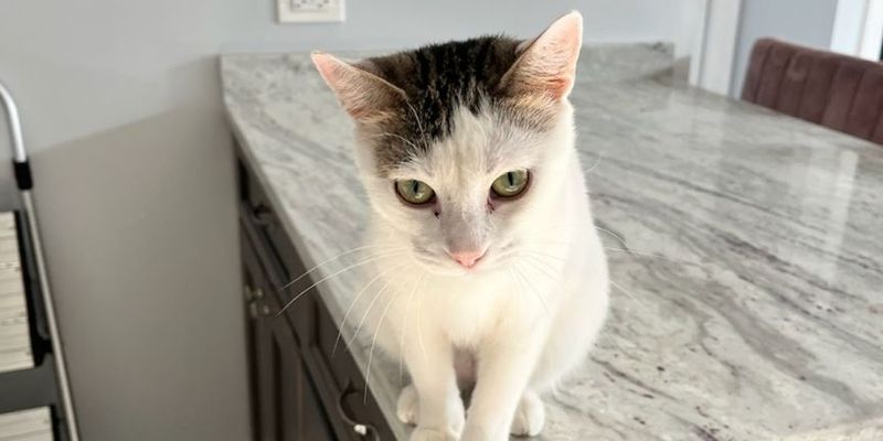 ミヌエットの性格を徹底解説 - 甘えん坊で飼いやすい理由をブリーダーが語る