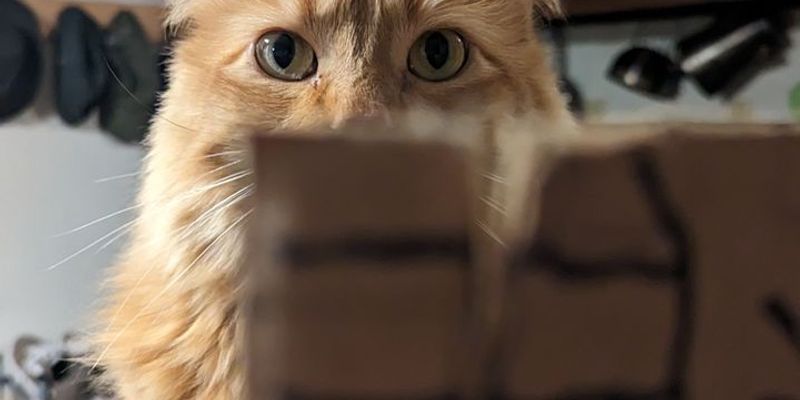 マンチカンの値段相場はいくら？短足・中足・足長の価格差をブリーダーが解説