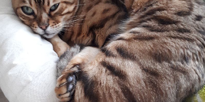 マンチカンがかかりやすい病気5選｜骨軟骨異形成症・HCMをブリーダーが正直解説