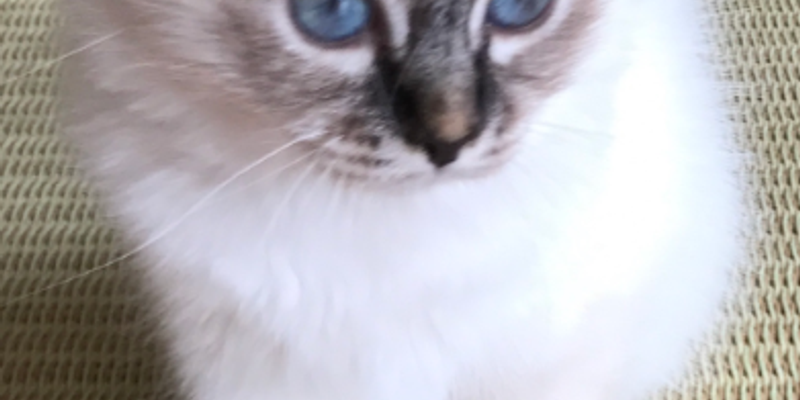 マンチカンの寿命は何年？長生きの秘訣と年齢別ケアをブリーダーが解説