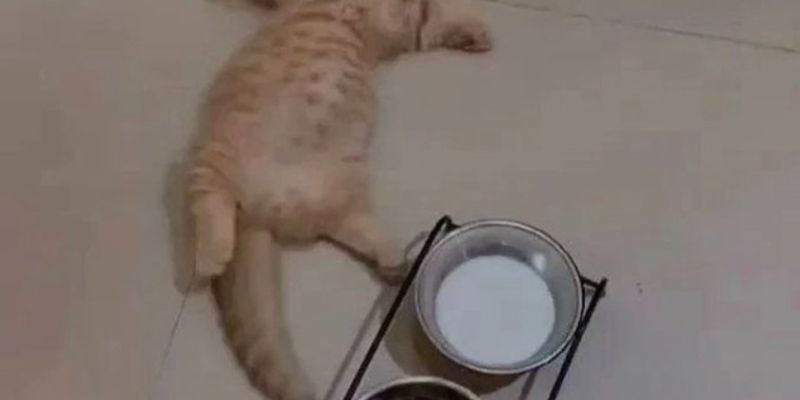 千葉の猫ブリーダーおすすめ選び方ガイド｜茂原市コスモスファームへのアクセスも紹介