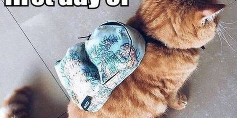 神奈川で猫ブリーダーを探すなら横浜市三ツ境へ｜駅徒歩5分のキャッテリー完全ガイド