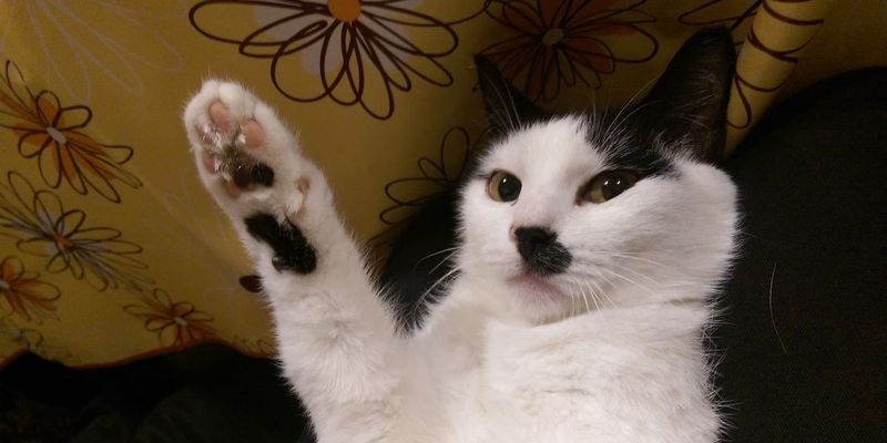 埼玉で猫ブリーダーを探すなら？選び方7項目と春日部の優良キャッテリー紹介