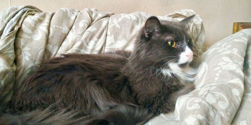 東京で猫のブリーダーを探す方法｜選び方7項目とFlowens Cat東大和拠点を紹介