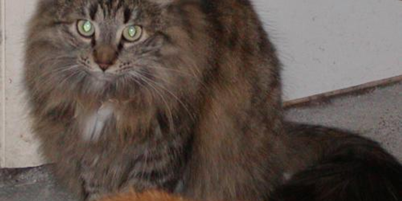 猫が震える原因7つ｜危険な震えの見分け方と応急対処法