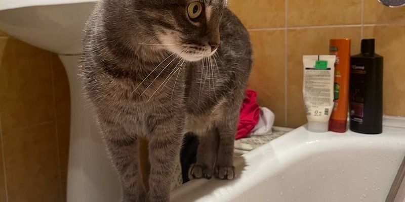 猫の吐き戻しが多い？吐物の色・内容別の緊急度と正しい対策