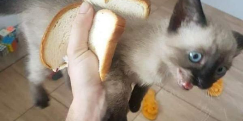 猫の白内障：症状・原因・核硬化症との違いと治療法を獣医師監修で解説