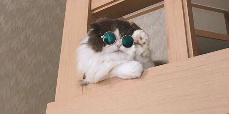 猫のいびきは病気のサイン？原因・緊急度・受診タイミングをブリーダーが解説