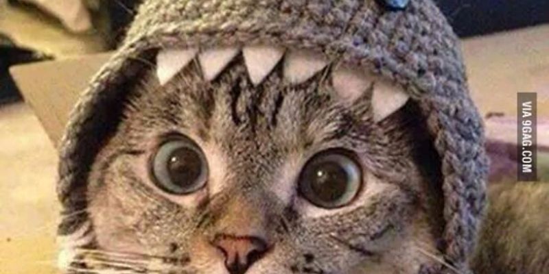 猫のイタズラ対策完全ガイド｜原因・危険行動・月齢別しつけ方法