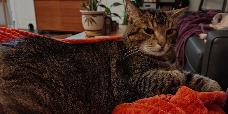 猫の噛み癖を直す方法｜子猫・成猫の年齢別しつけアプローチ完全ガイド