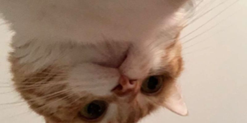 猫が噛む7つの理由とは？行動学から読み解く本当のサイン