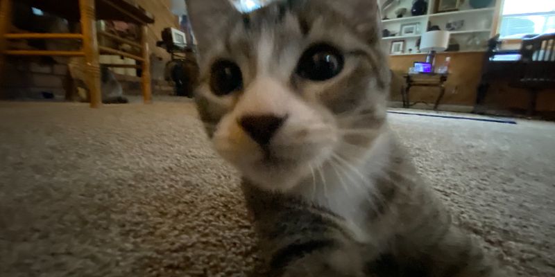 猫がカリカリ食べない原因と対策｜ドライフード拒否を解決する7つの方法