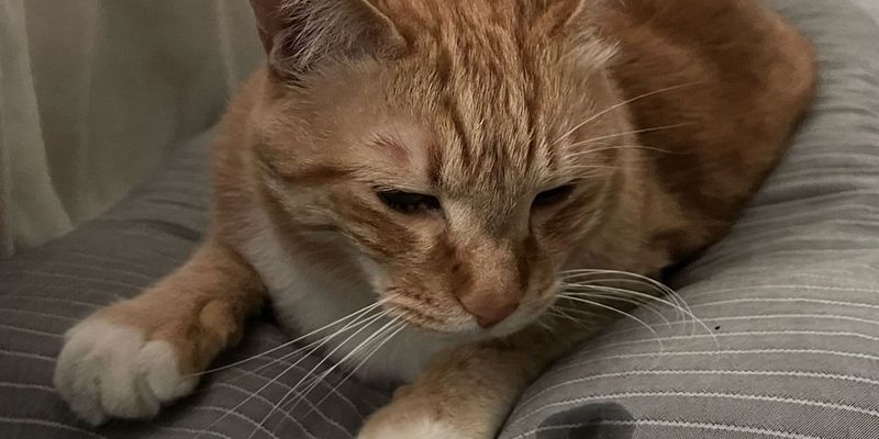 猫の火葬費用はいくら？プラン別相場と最期の流れを丁寧に解説