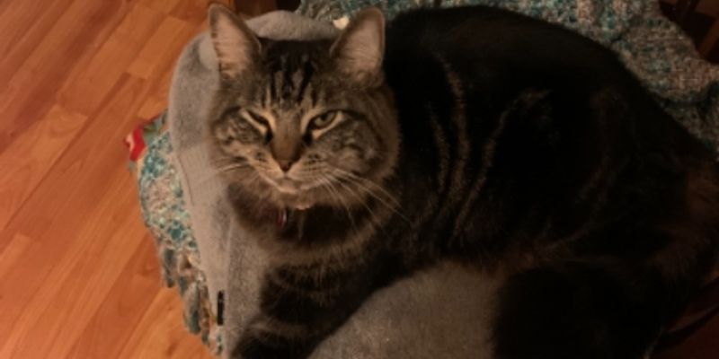 猫を飼う費用はいくら？初期・月・生涯の総額を完全解説