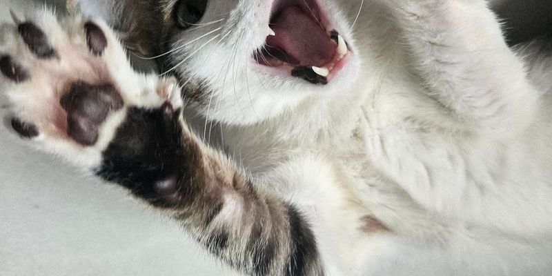 猫の毛色の種類を遺伝子から解説｜タビー・キャリコ・ポイントまで全網羅