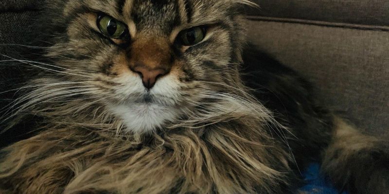 猫の血統書とは？発行団体・見方・ありなしの違いをブリーダーが解説