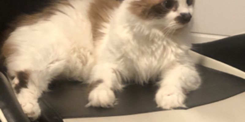 猫の呼吸が速い・息が荒い原因と緊急度の見分け方【獣医警告あり】