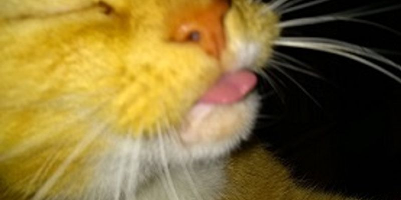 猫の目の色は全部で6種類—メラニン量と品種別の早見表をブリーダーが解説