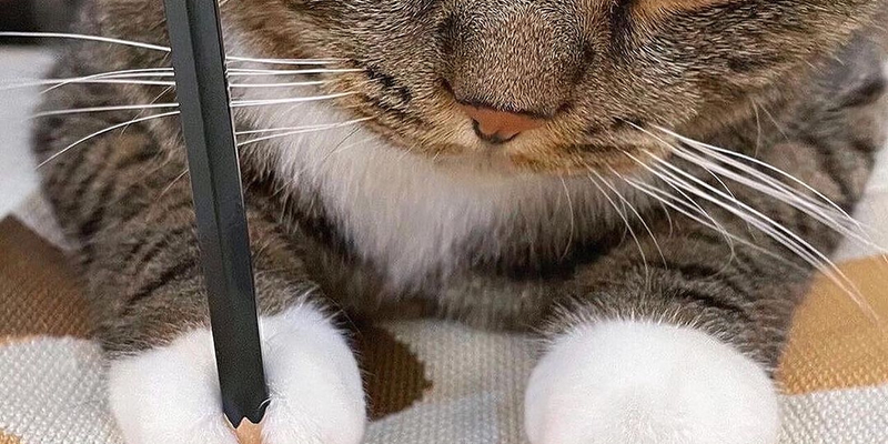 猫に生肉を与えていい？食中毒・寄生虫リスクと安全な与え方を解説