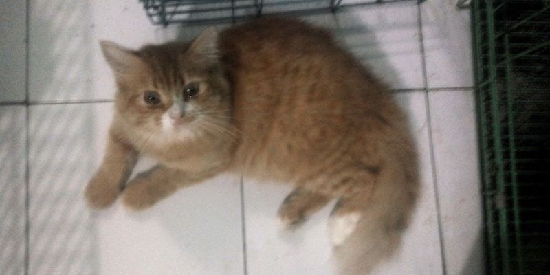 猫の夏バテ 症状・原因・対策をブリーダーが徹底解説【長毛種・シニア必読】