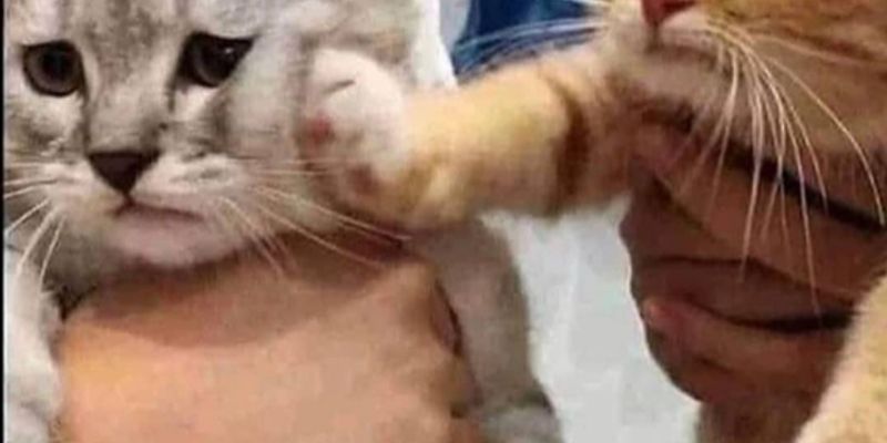 猫の年齢を人間に換算すると何歳？早見表と正確な計算式を解説