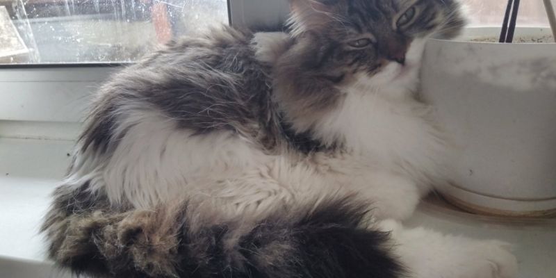 人気猫種ランキング TOP9 - Flowens Cat 取扱品種の徹底比較