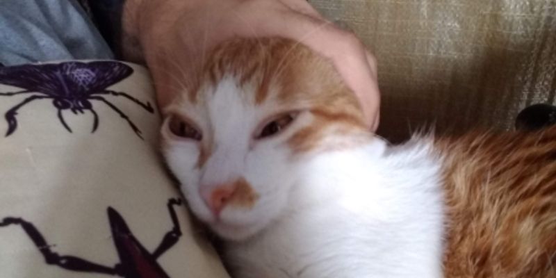 猫のおもちゃおすすめ完全ガイド｜タイプ別厳選と安全な選び方