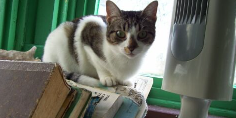 猫のおしっこが多い・薄い…多尿は腎臓病・糖尿病の初期サイン