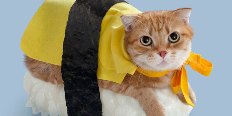 猫のペット保険を徹底解説｜月1,500〜4,000円の相場・選び方・加入タイミング