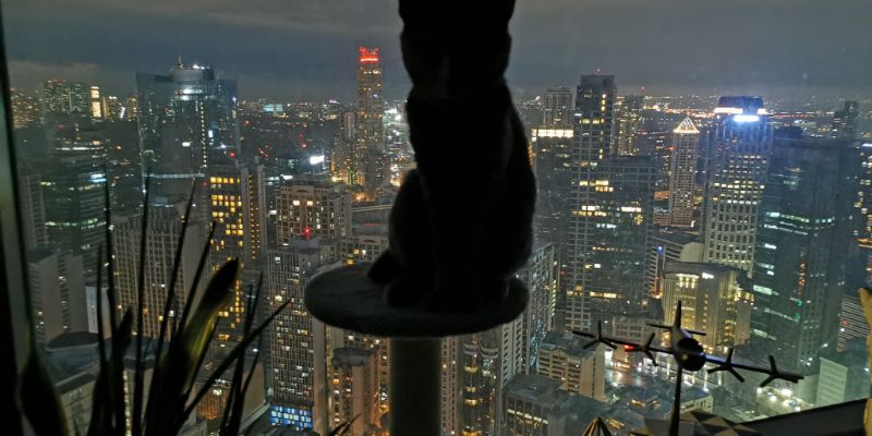 猫のペットホテル料金相場・選び方・注意点をブリーダーが解説