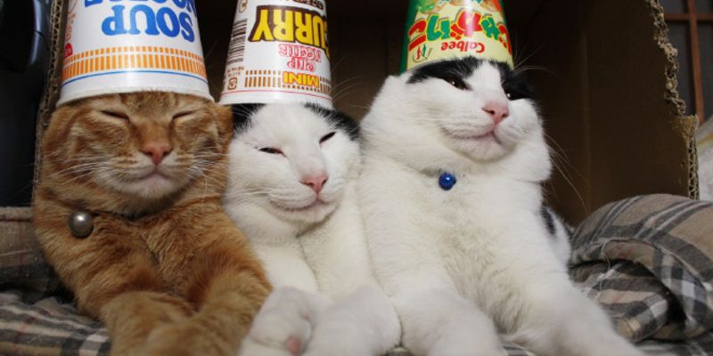 猫の咳が止まらない原因8選｜喘息・心臓病・誤嚥の見分け方と緊急サイン