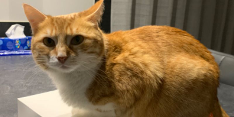 猫の初期費用はいくら？お迎え時の内訳15〜25万円を徹底解説