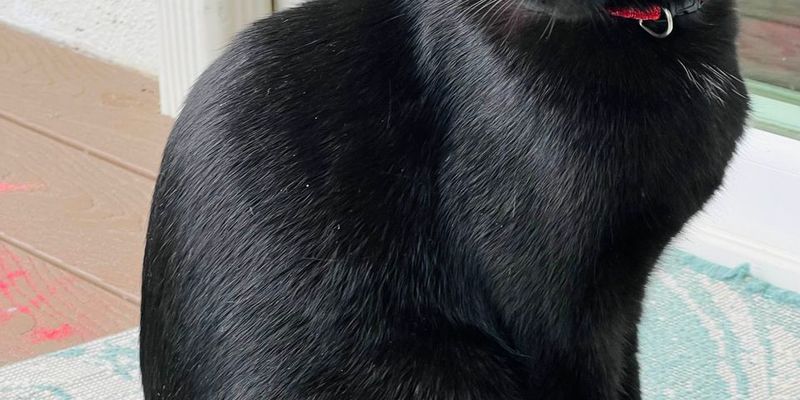 猫のストレスサイン10種類を完全解説｜原因・対処法とブリーダーの実践ケア