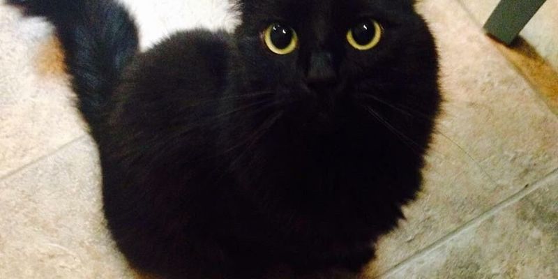 猫の爪切り頻度の目安は？月齢・年齢別早見表とやり方4ステップ