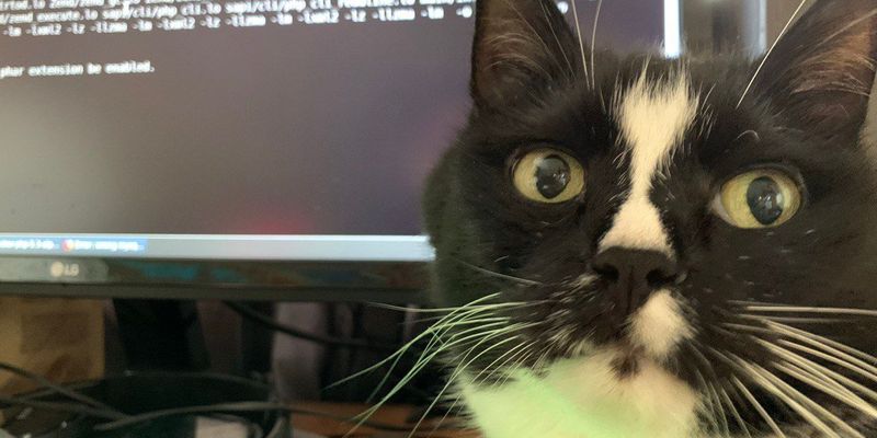 猫の爪とぎおすすめ選び方ガイド｜素材・形状・品種別に徹底解説