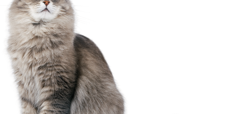 猫のワクチン費用はいくら？3種・5種・7種混合の値段と初年度総額を徹底解説