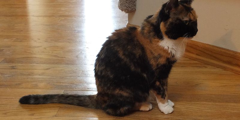 猫のワクチン種類完全ガイド：3種・5種・7種混合の違いとWSAVA推奨の選び方