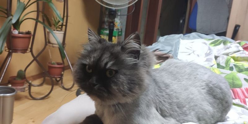 猫が痩せてきた原因と対策｜病気サインの見極め方と受診判断基準