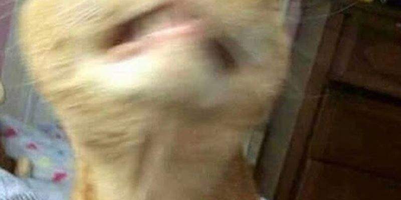 猫のよだれが多い原因7つ｜口内炎・中毒・腎臓病など緊急度別に解説