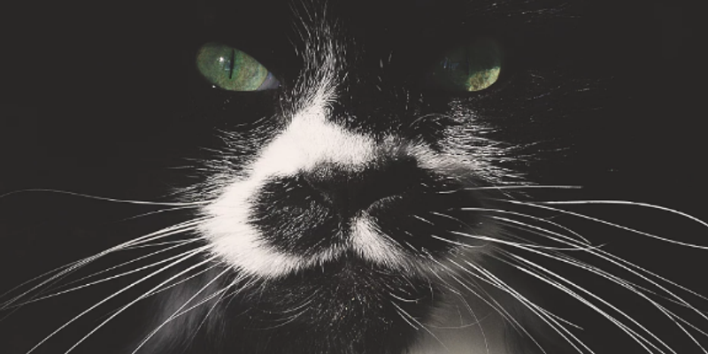 猫の頭突き（ヘッドバンピング）の意味とは？愛情表現とマーキングの科学をブリーダーが解説