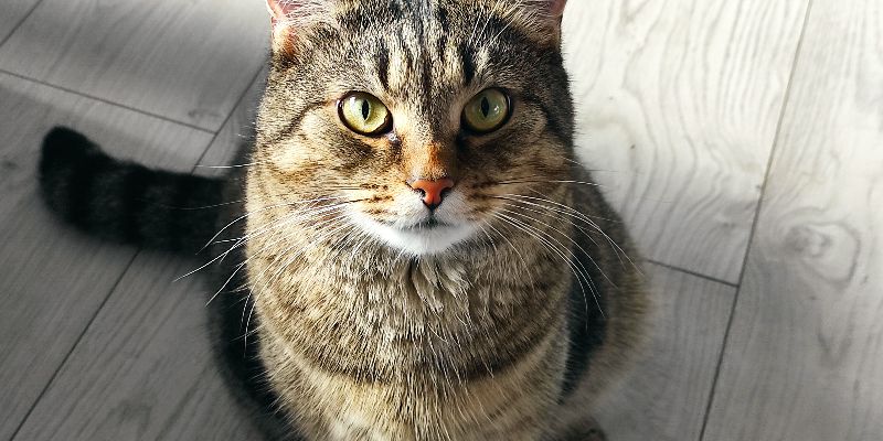 ノルウェージャンフォレストキャットの性格は？寿命・値段・飼い方をブリーダーが解説