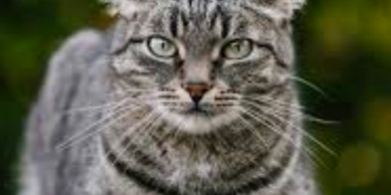 ノルウェージャンフォレストキャットの寿命は？長生きの秘訣と遺伝病・年齢別ケアを解説