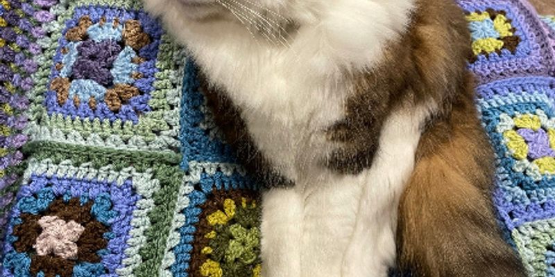 ノルウェージャンフォレストキャットの値段はいくら？相場・カラー別価格・購入コストをブリーダーが解説