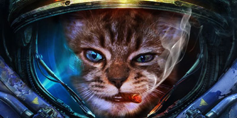 抜け毛が少ない猫種ランキング TOP5と選び方 — Flowens Cat全品種対応版