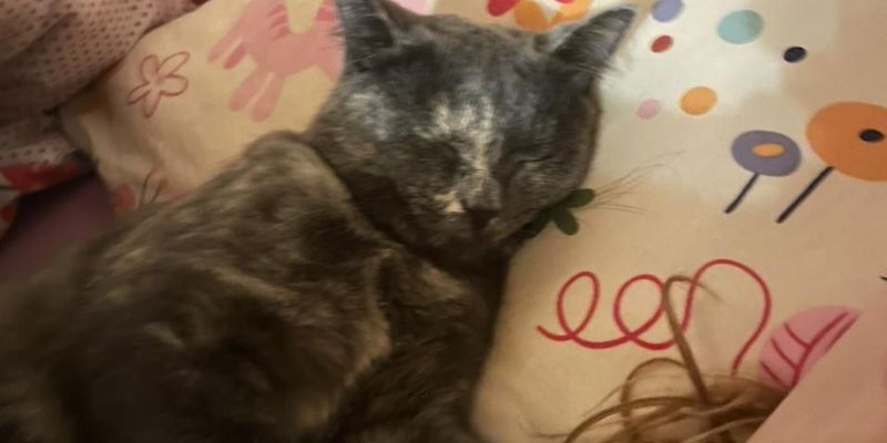 ペルシャ猫の値段と性格を徹底解説！相場・飼育コスト・PKDリスクまでブリーダーが答えます