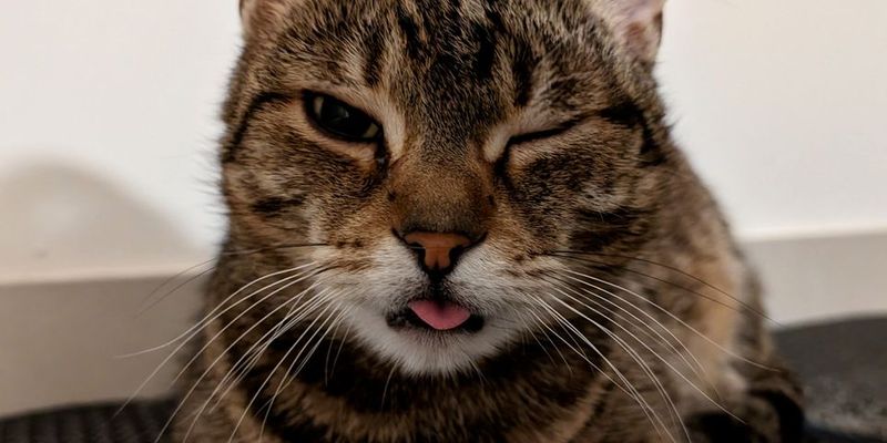 ペルシャ猫の性格を徹底解説！穏やかな気質・飼いやすさ・毛色別の傾向までブリーダーが語る