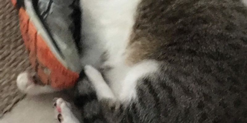 ラガマフィンの値段と性格を解説｜ラグドールとの違いもブリーダーが比較