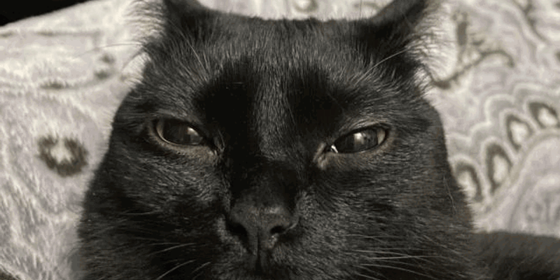 ラグドールの値段はいくら？相場・カラー別価格・選び方をブリーダーが解説