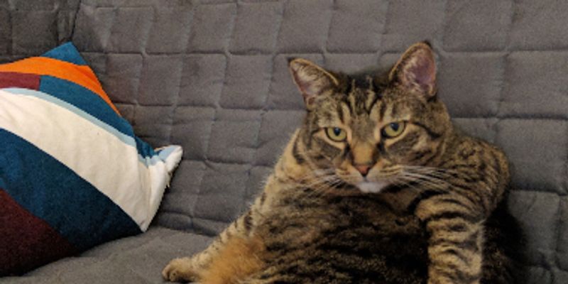 ラグドールの寿命は何年？HCM予防と年齢別ケアをブリーダーが解説